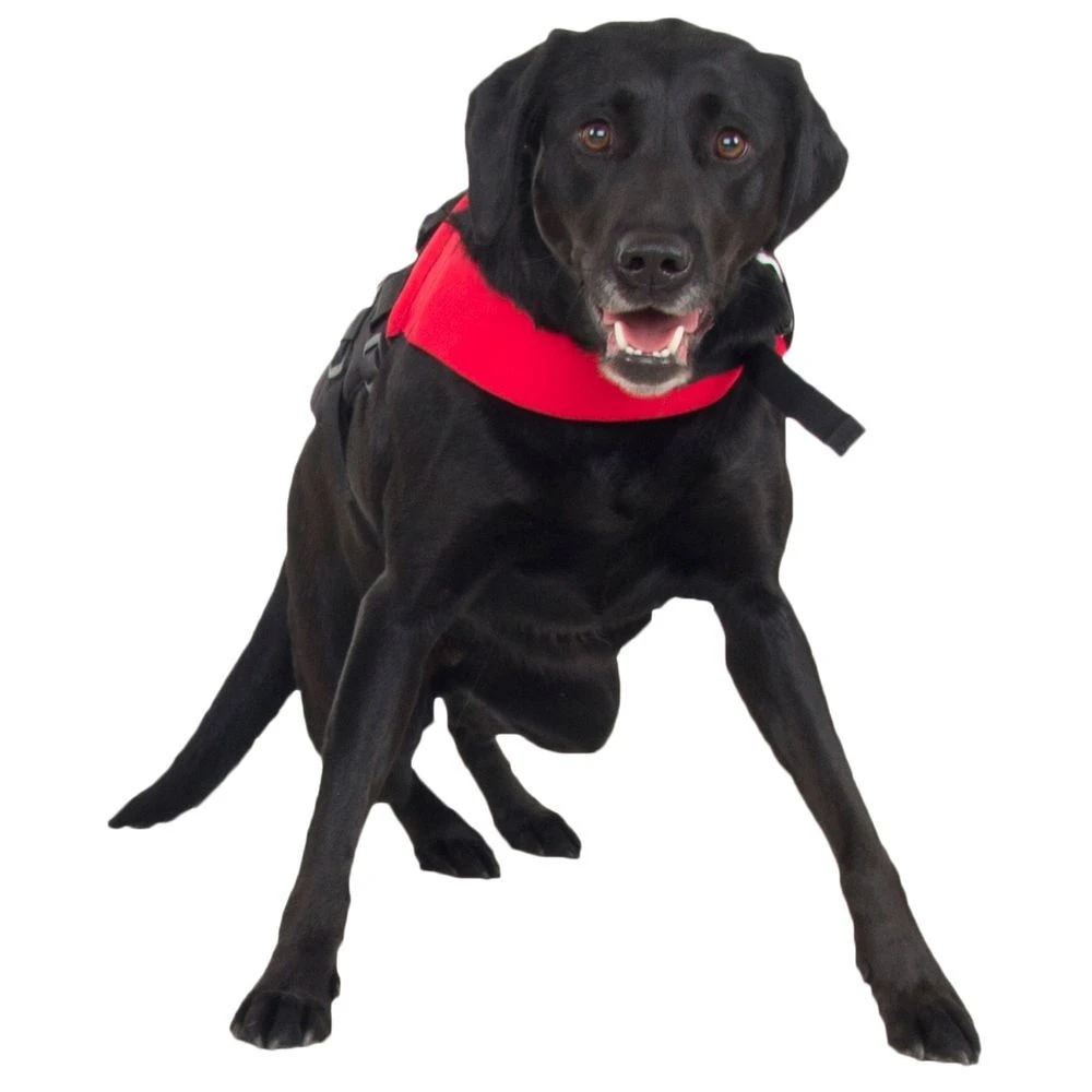 NRS Watersports (Discontinued) CFD Dog Life Jacket - Image 3